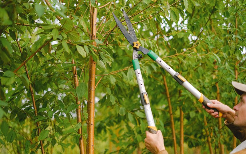 Tree trimming in Mount Pleasant, UT